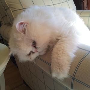 Meet your Posher, Annette